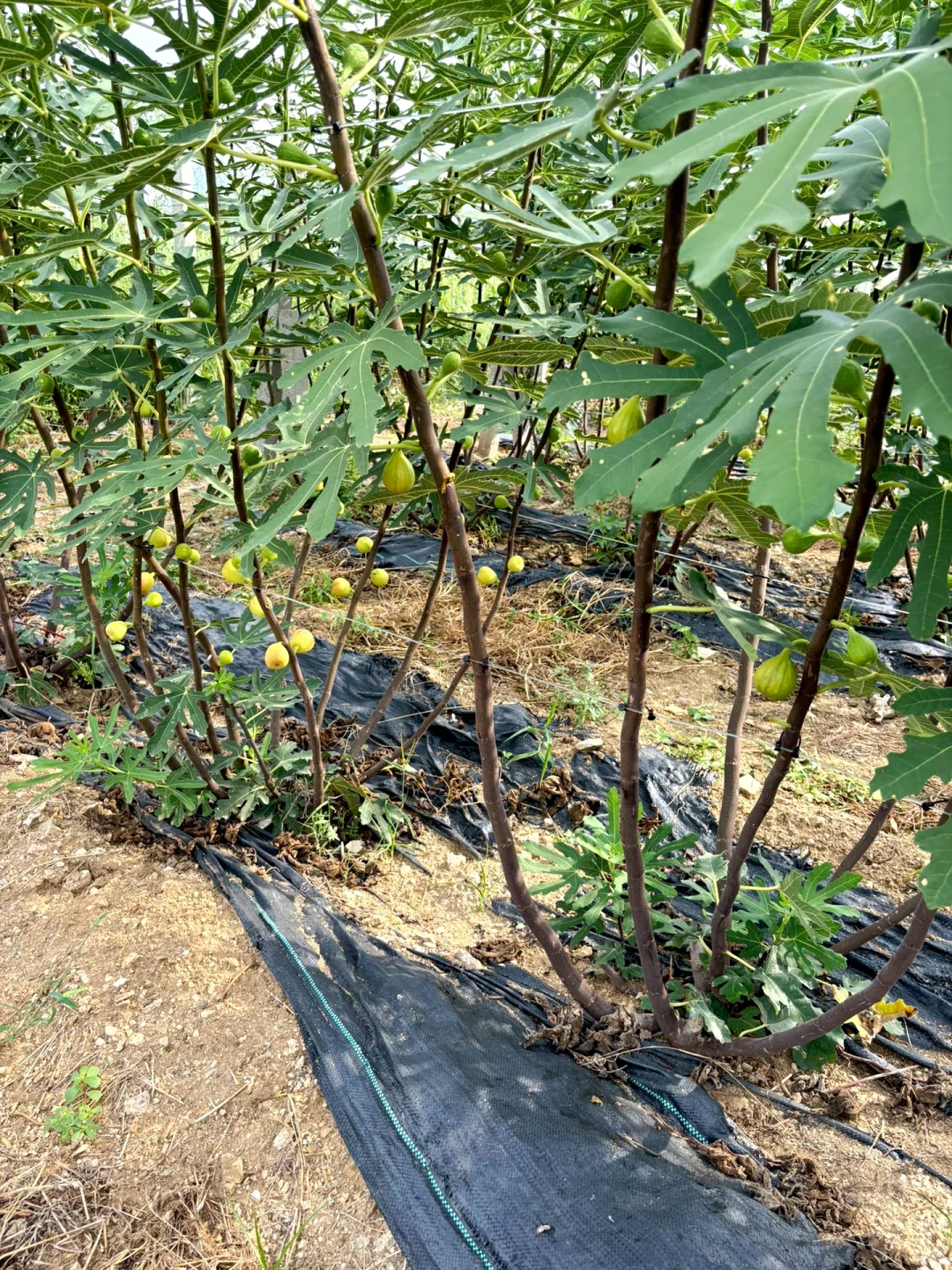 无花果采摘日常