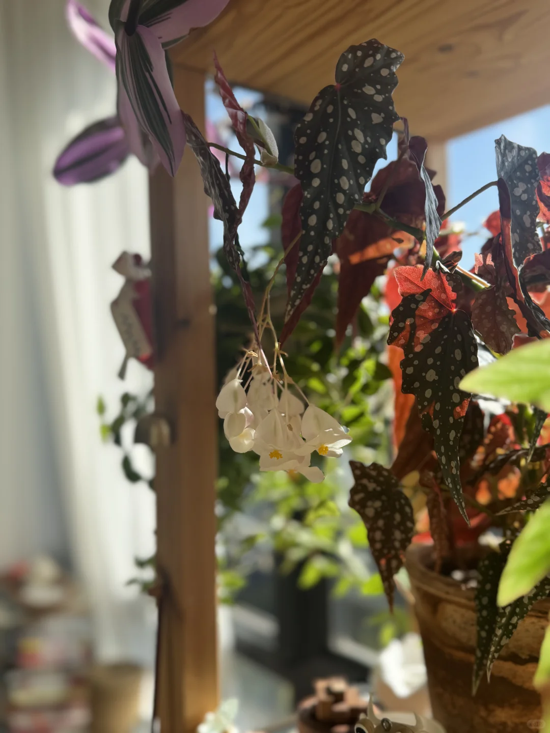 ⸝⸝꙳?i人用绿植爆改出租屋°.