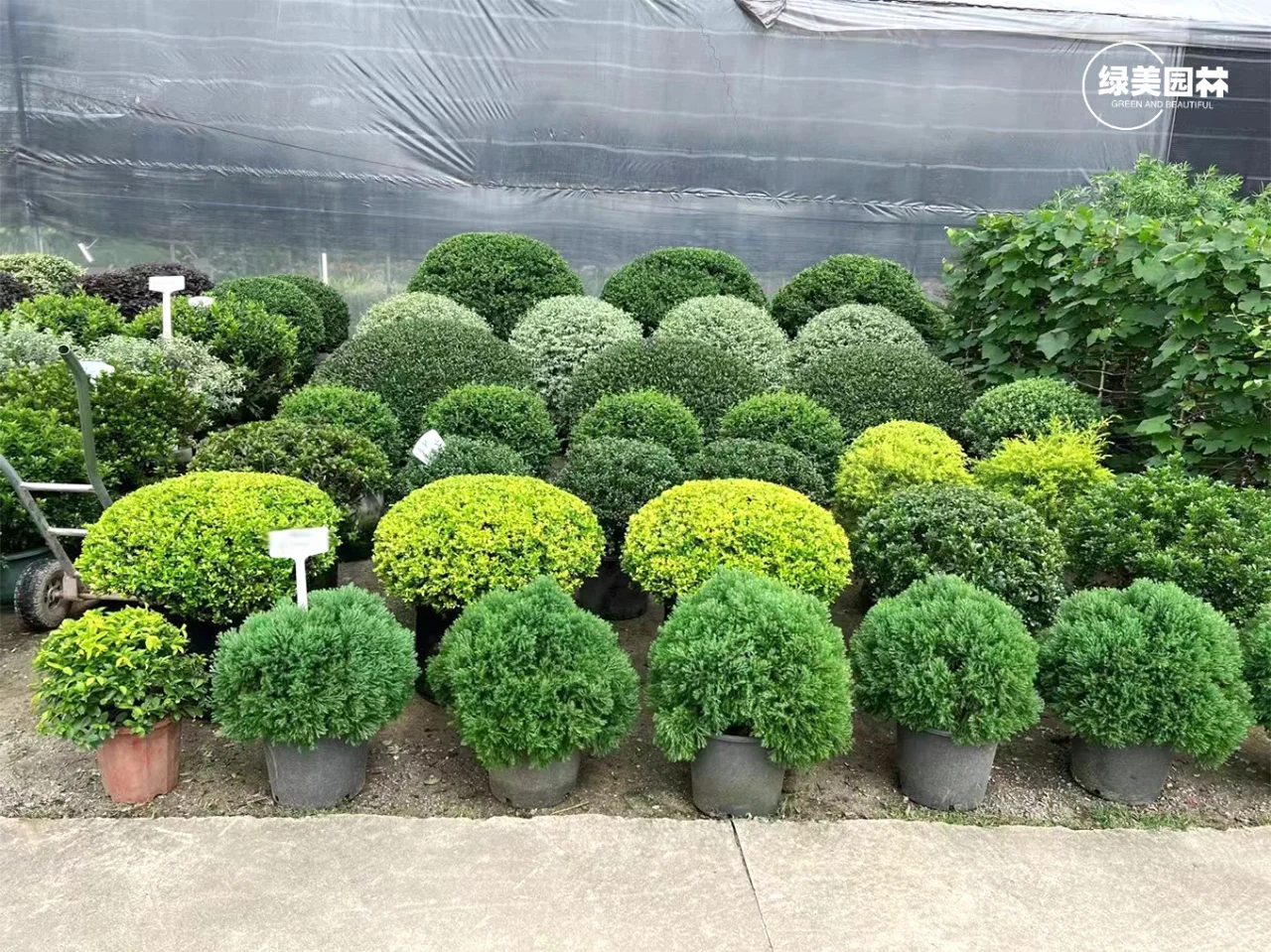 手把手教你苗木应该要怎么挑选呢?