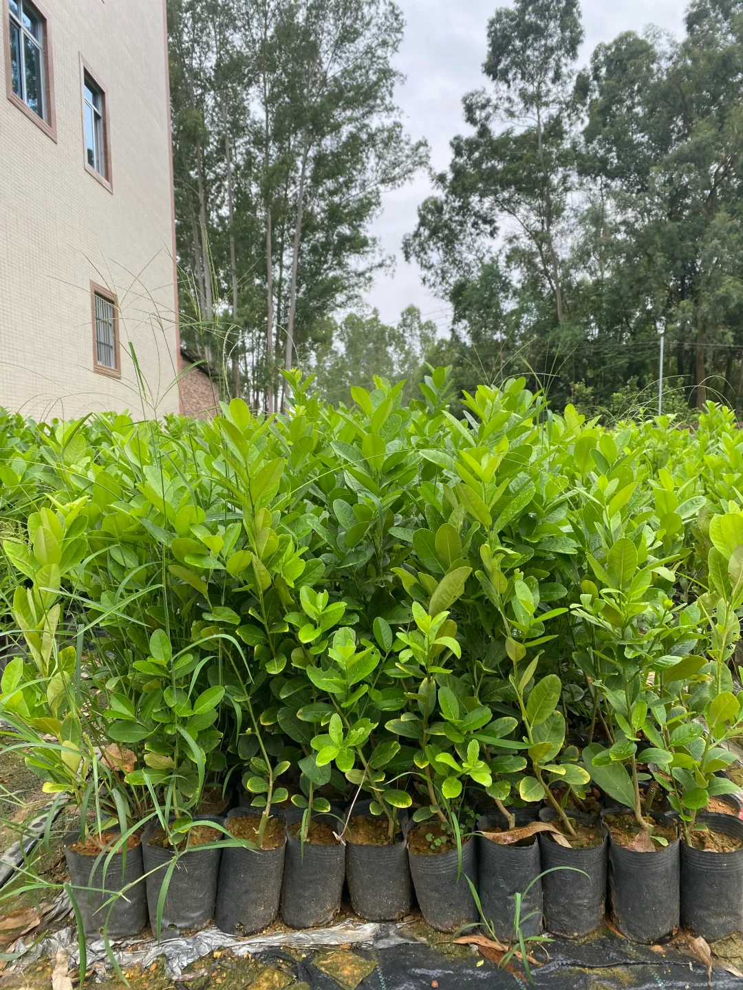 广东香水柠檬苗