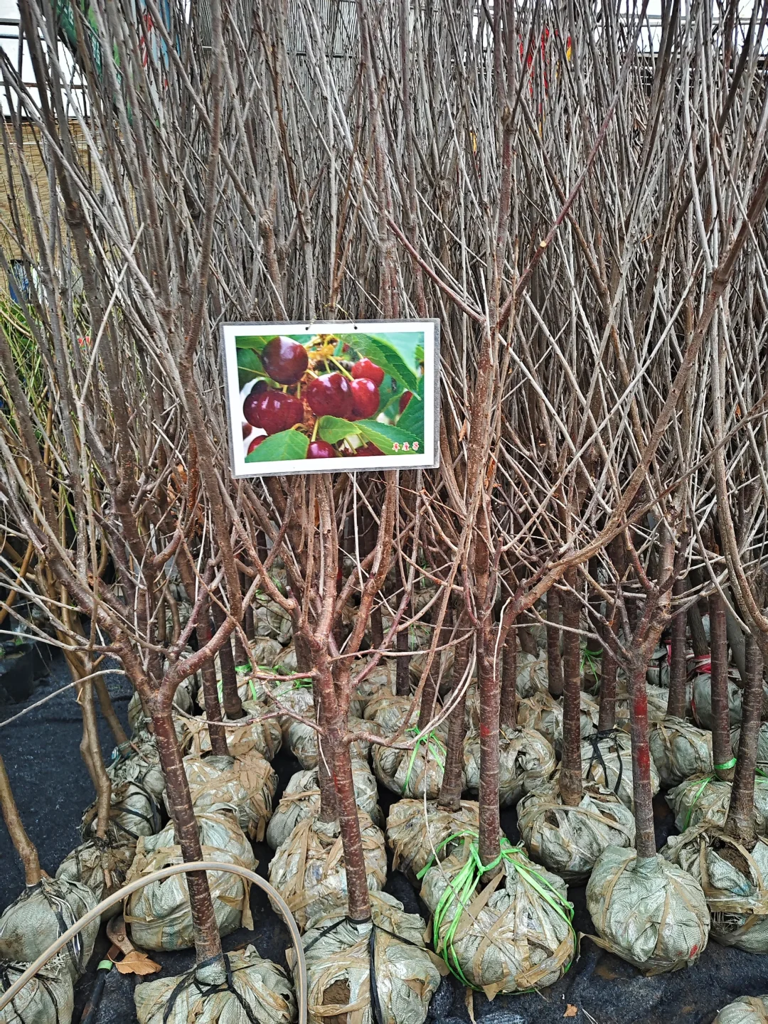 银川需要种树的小伙伴们看过来