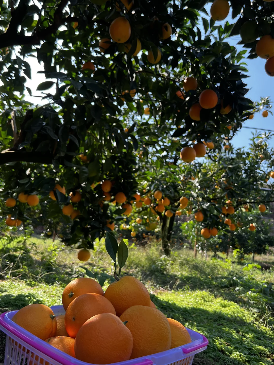 赣南脐橙代理招募|甜蜜事业等你加入