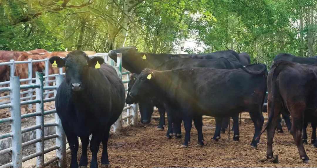 走进“牛肉超级工厂“探秘肉牛产业”