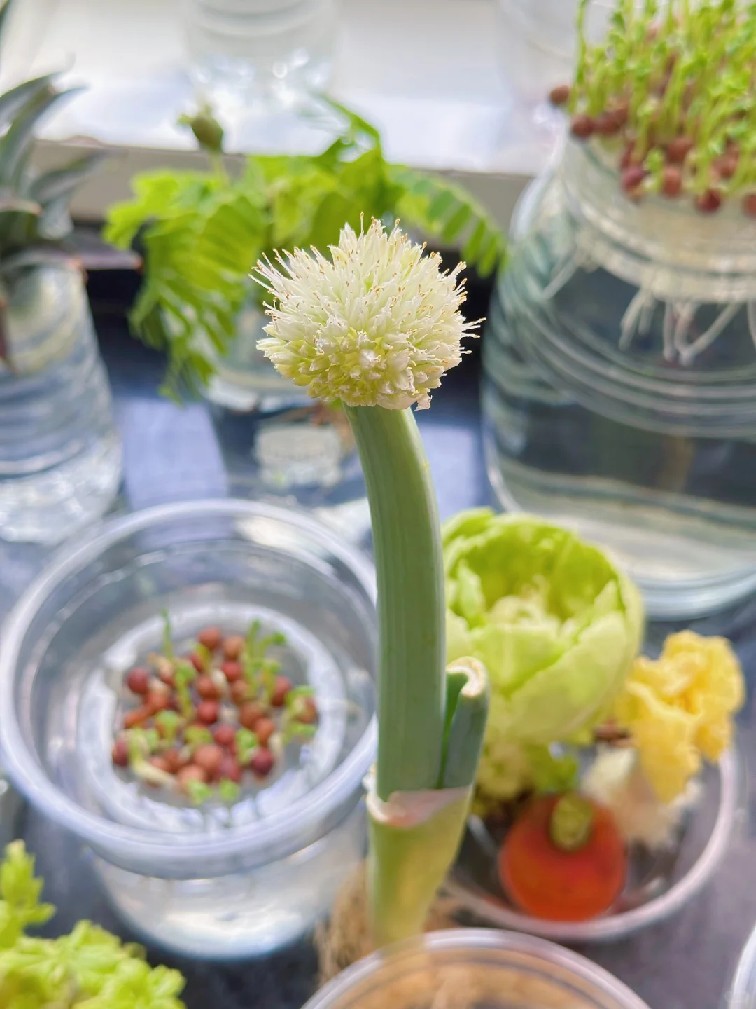 水培植物蔬菜小森林?