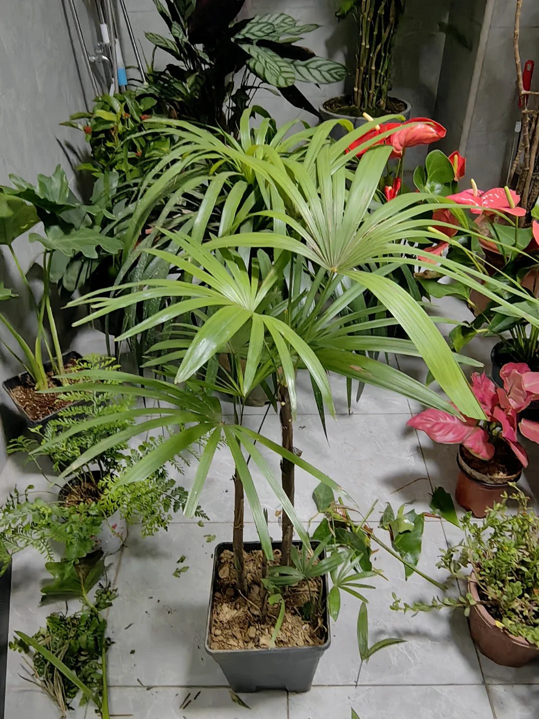 五十三块钱淘来的一堆绿植，也没有谁了吧！