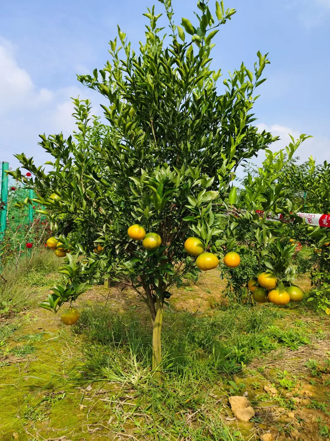 基地选树?一棵也是批发价！！！
