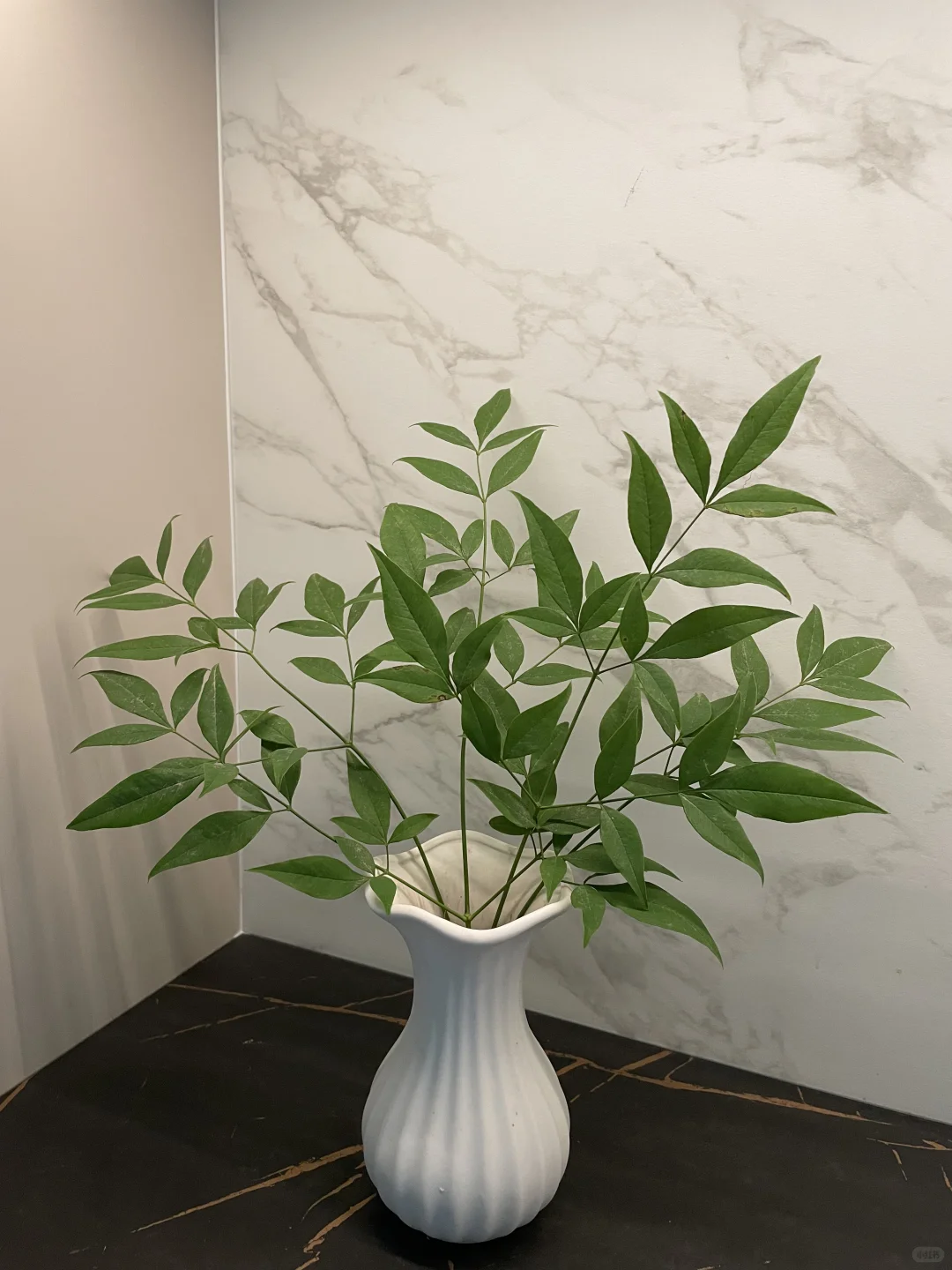 发财树的治愈力谁懂啊！