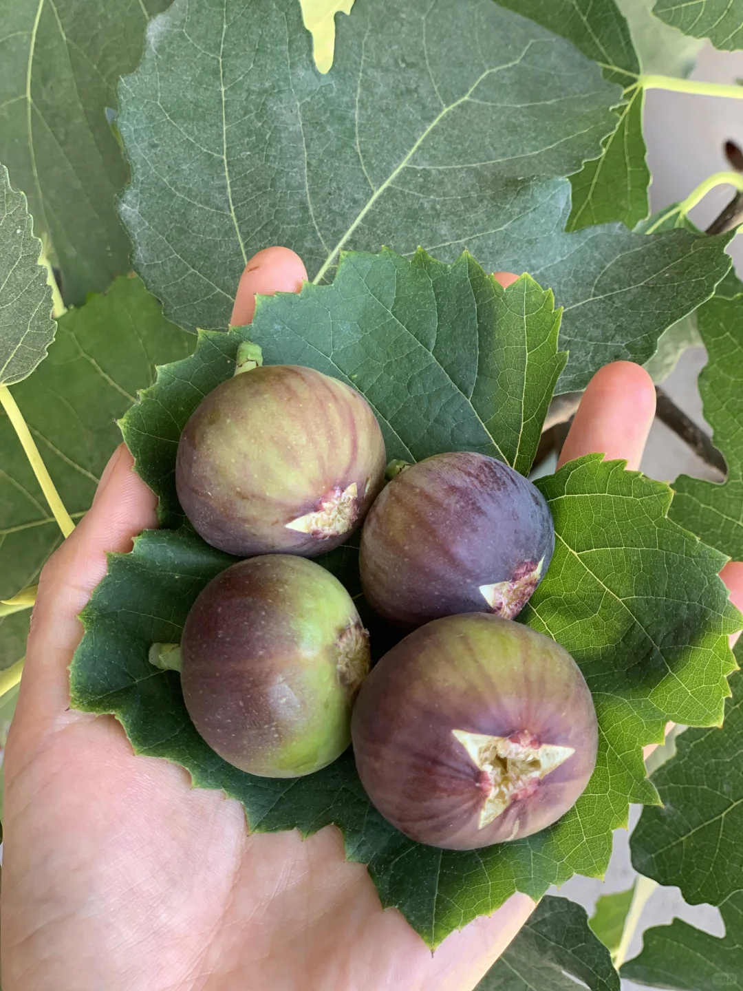 回村吃新鲜果蔬吧