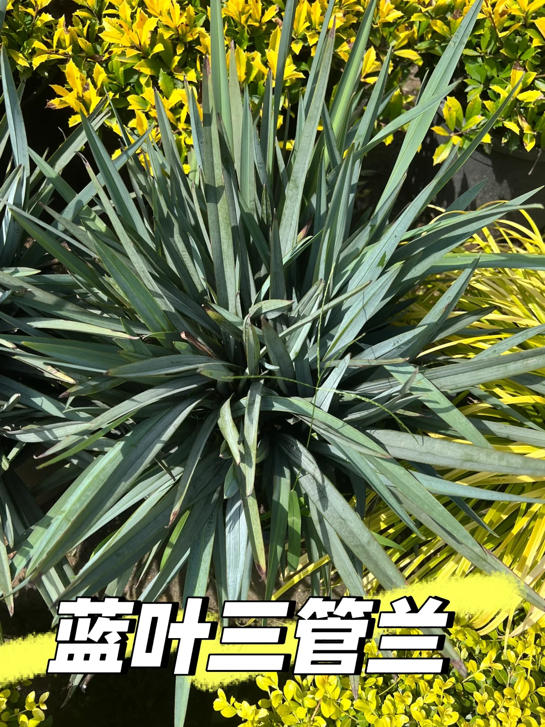 浙江庭院花卉苗圃 集市