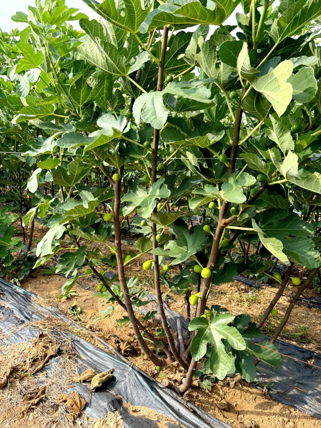 无花果采摘日常