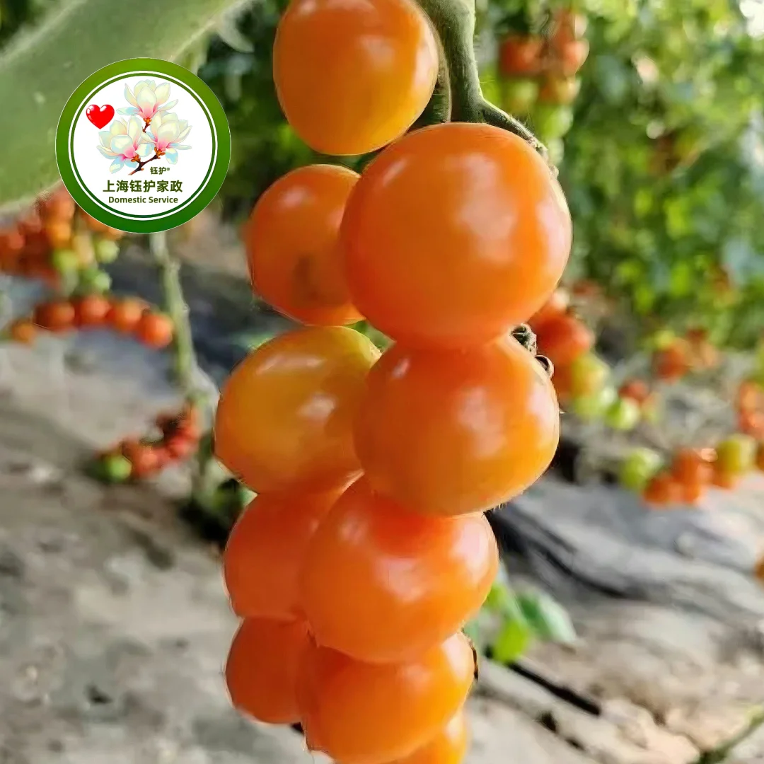 上海有机蔬菜的种植和种类