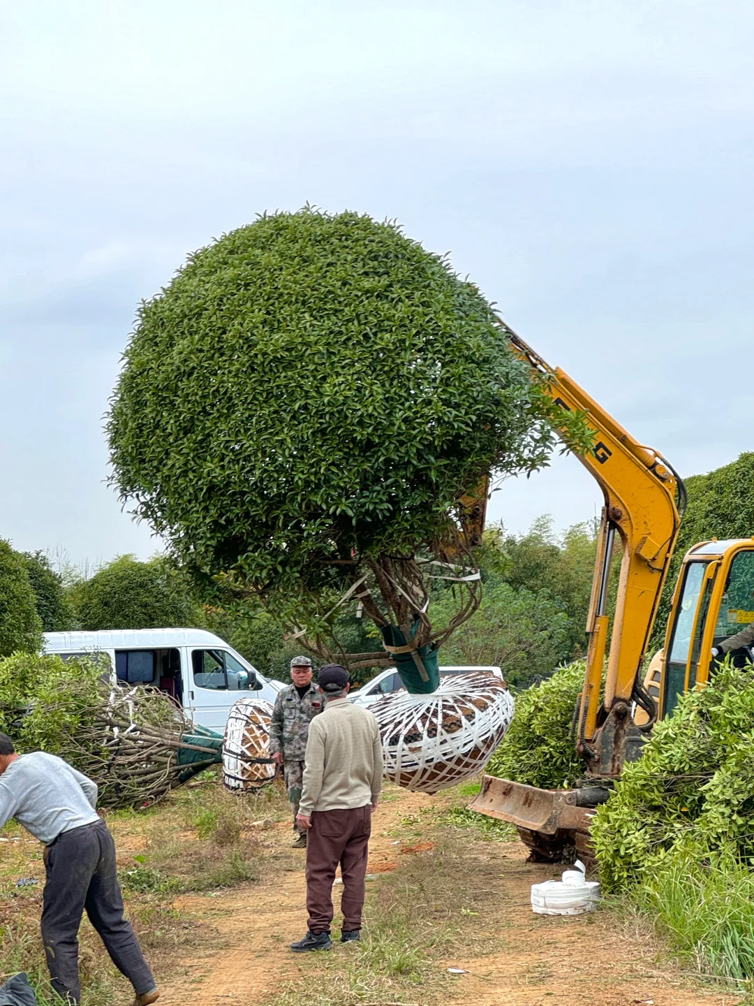 今天两大车桂花发往杭州??