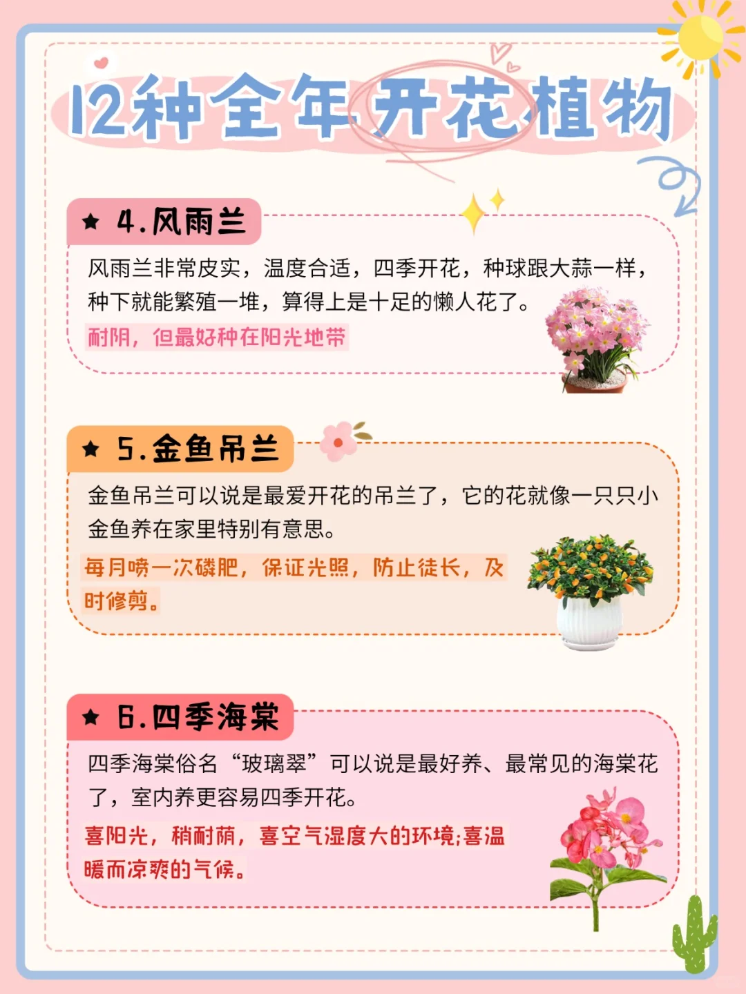 推荐12种全年开花植物?懒人收藏‼️