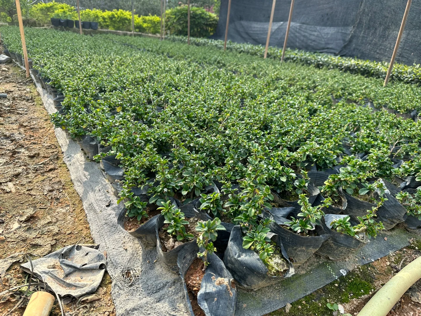 大量工程苗木供应