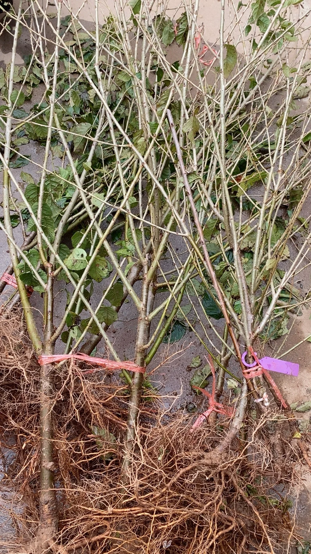 带分枝老品种中华小樱桃树苗