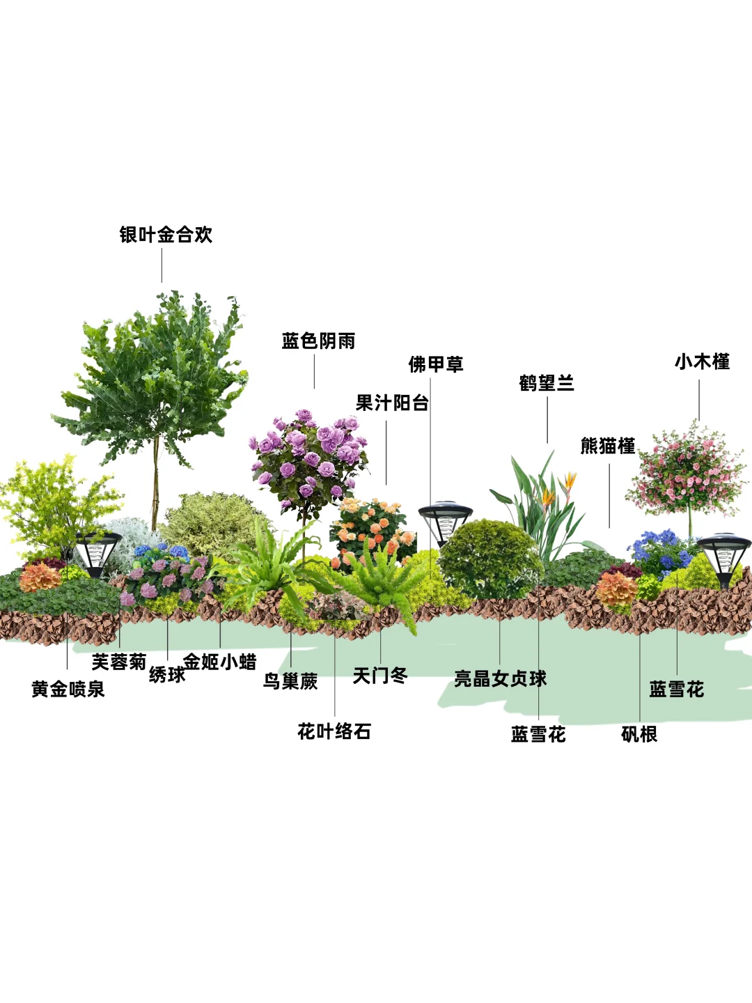 好养活低成本花境~附植物清单