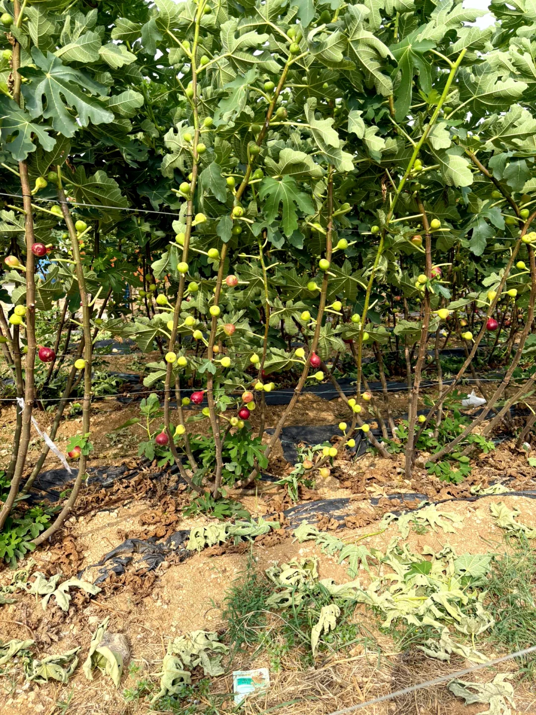 无花果采摘日常