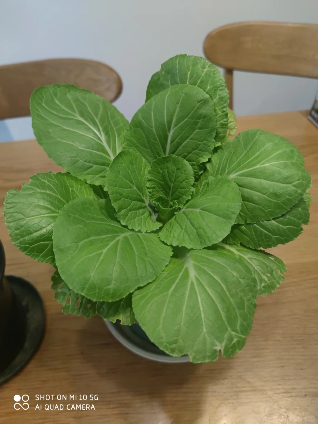 阳台种菜大全。