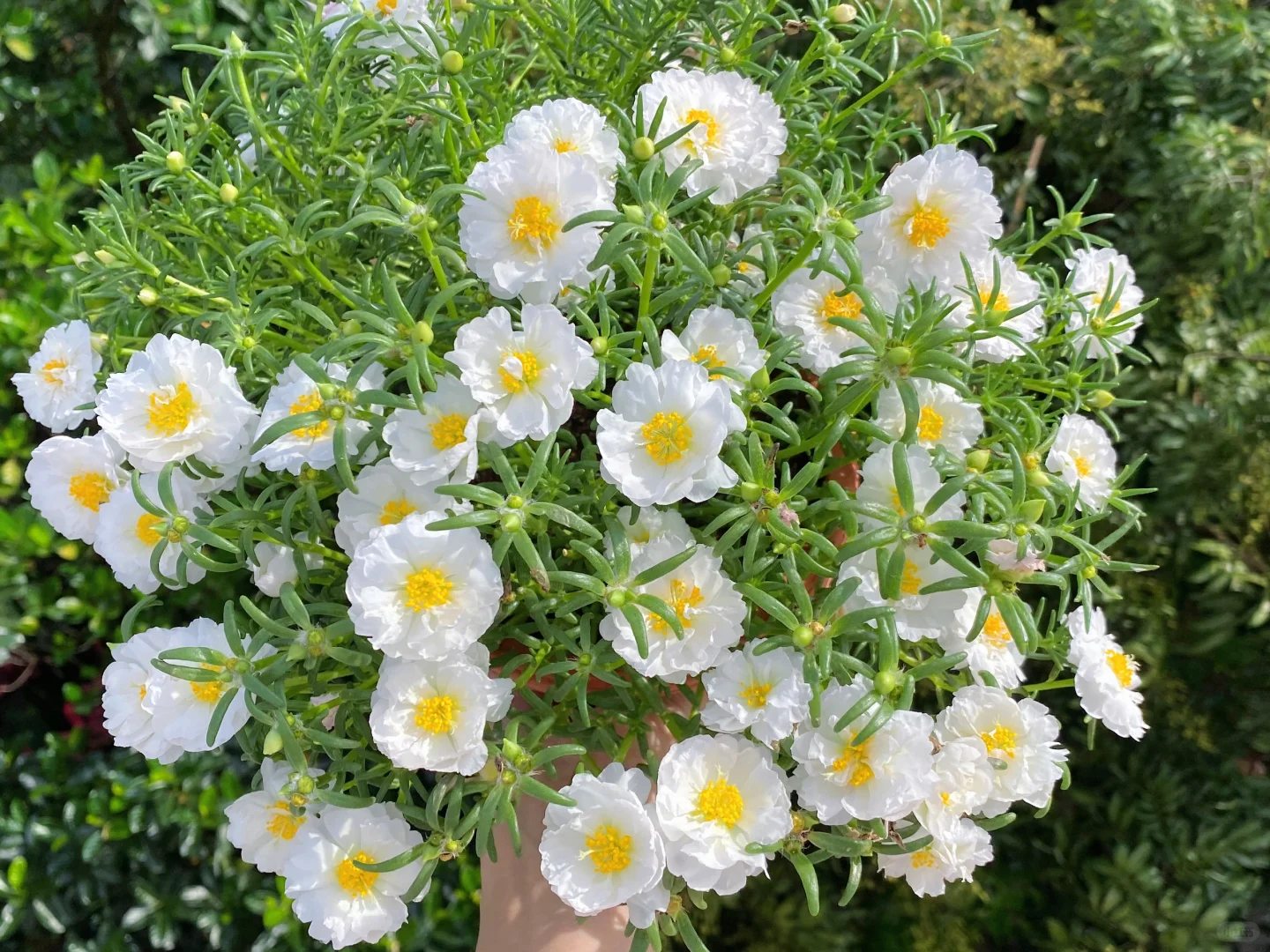 种籽播太阳花一定要选择的颜色的话我会选它