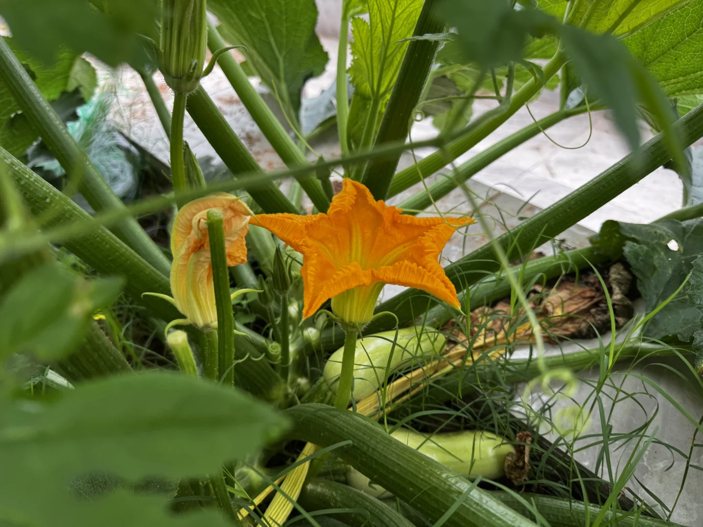 我的菜园丰盛了