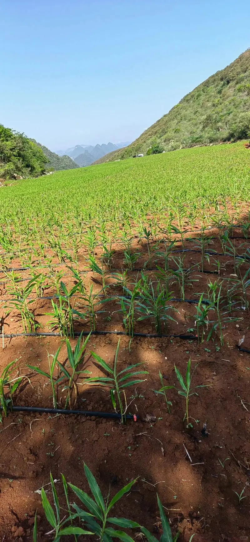 可视化认养农业:解锁农业未来新图景