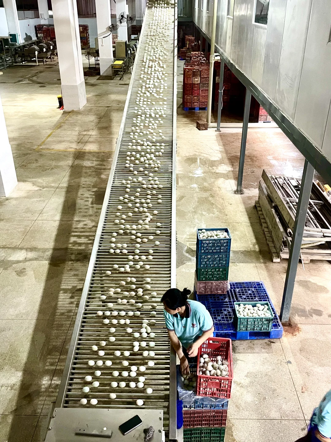 第一次参观海鸭蛋生产线