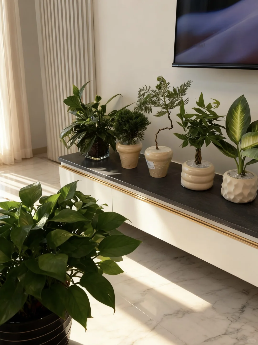 pxx?20➕小绿植?（含花盆！）