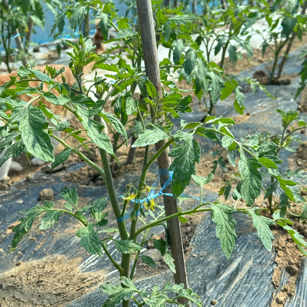 春播正在抓紧进行中?