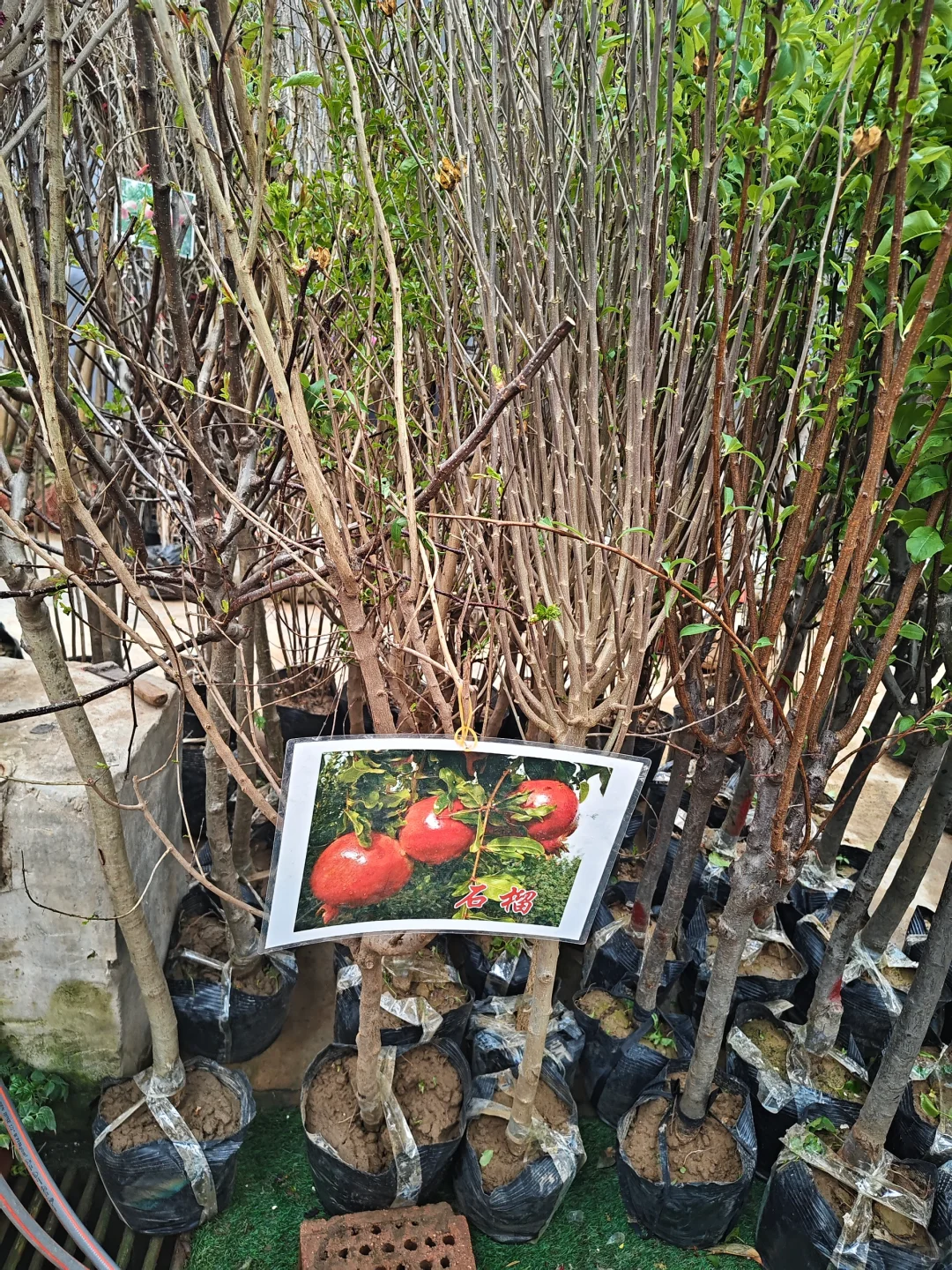 银川需要种树的小伙伴们看过来