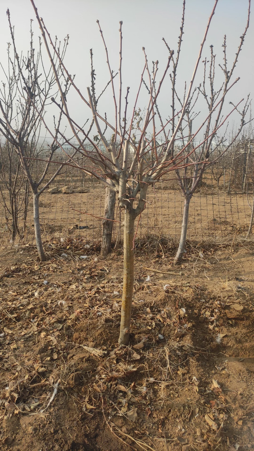 挖到了一家不错的山楂树苗