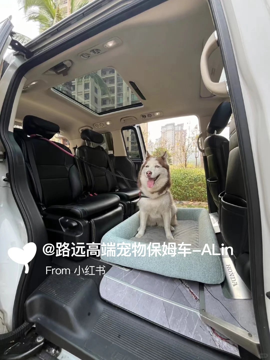 宠物友好的旅行小伙伴?