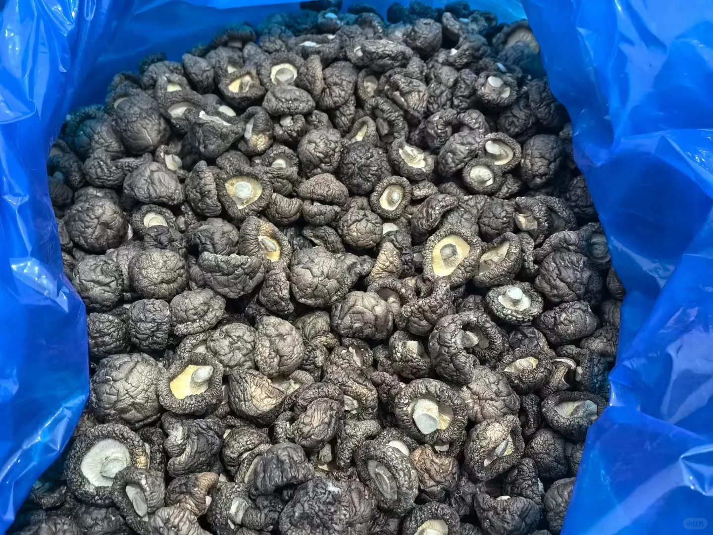 香菇，你就是我的精神粮食香菇???