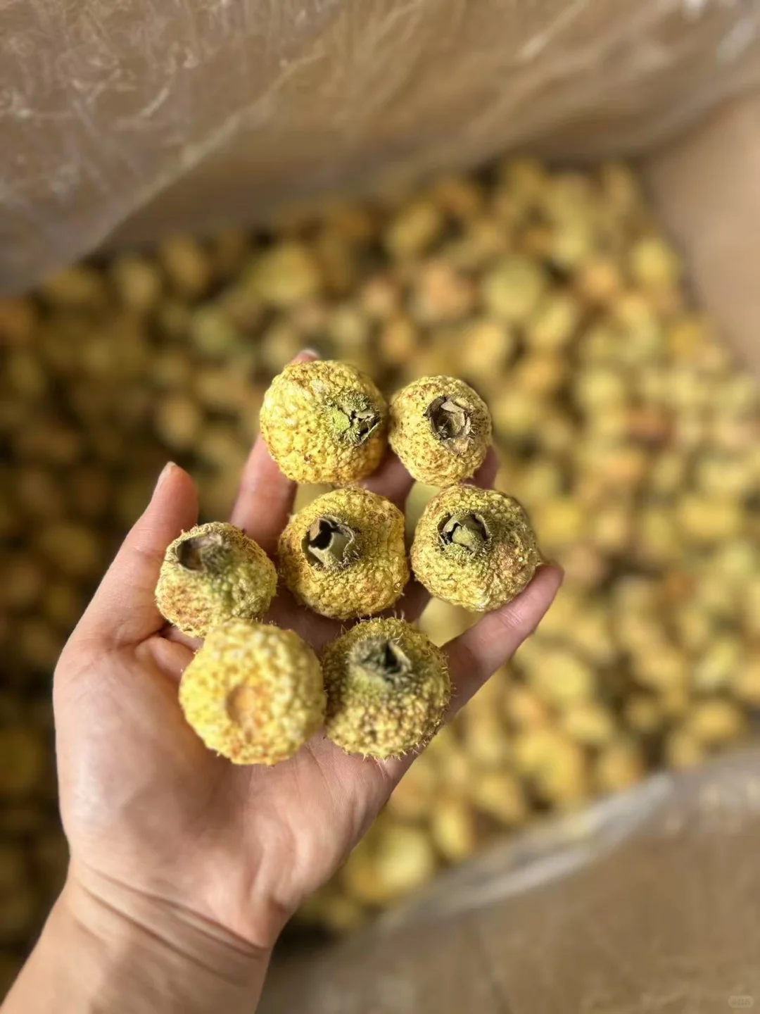 【大批量收购刺黎果】