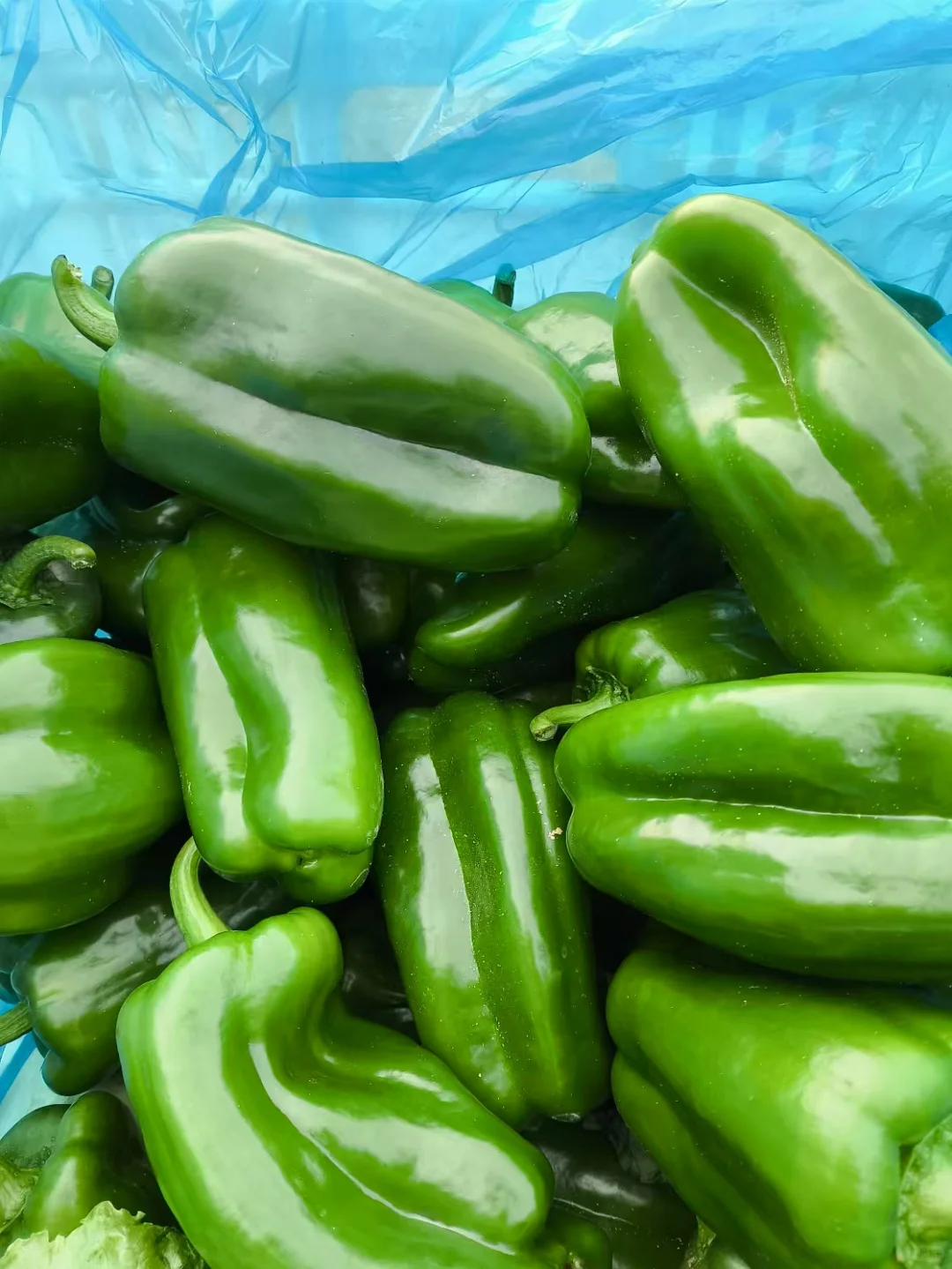 饭店老板的救星⭐蔬菜批发商的日常