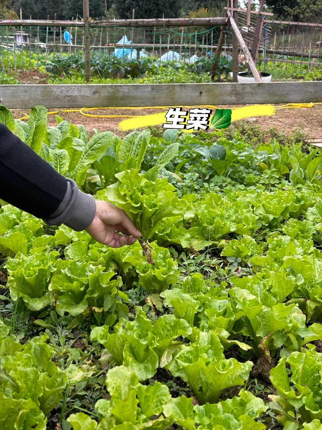 冬日里来逛菜园，看看菜园里面有什么？