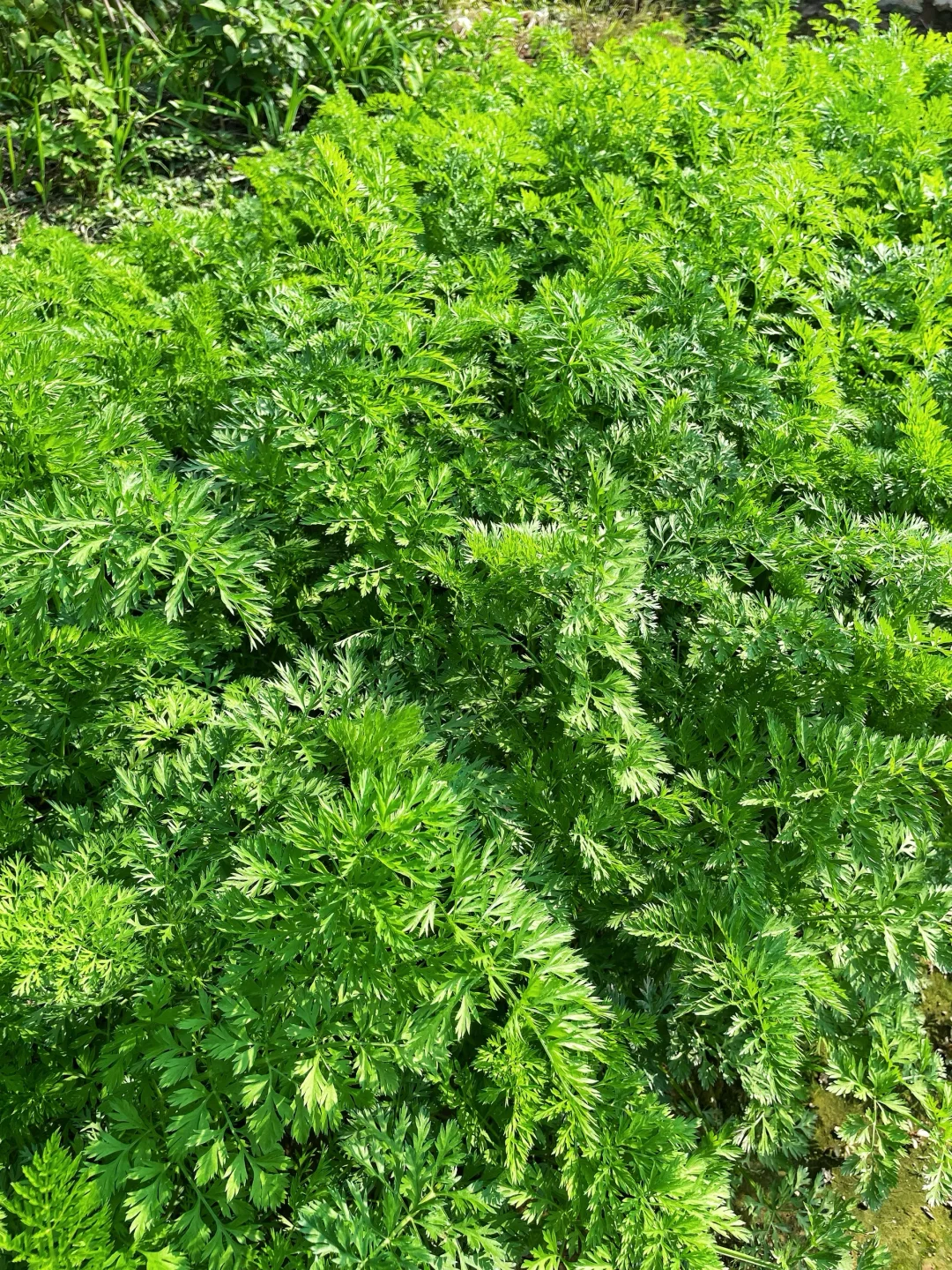 不仅是绿色的蔬菜，而且还是绿色蔬菜