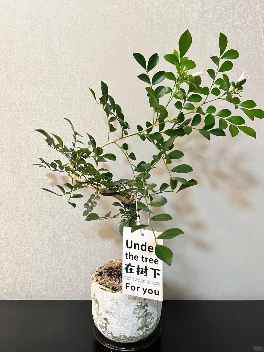 生命真是奇妙又美好的?