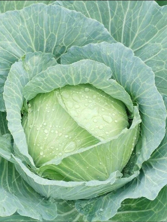 河南大哥做代办,年销农产品800吨!