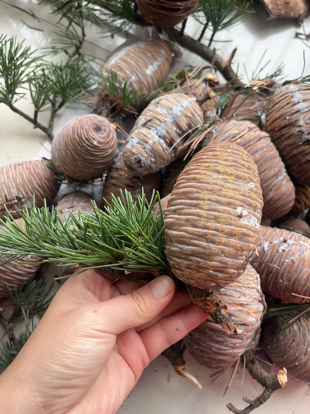 随缘出雪松鲜果，最后一批