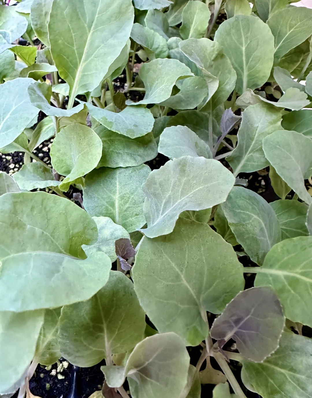 南宁大学东路万达广场旁，各种菜苗。