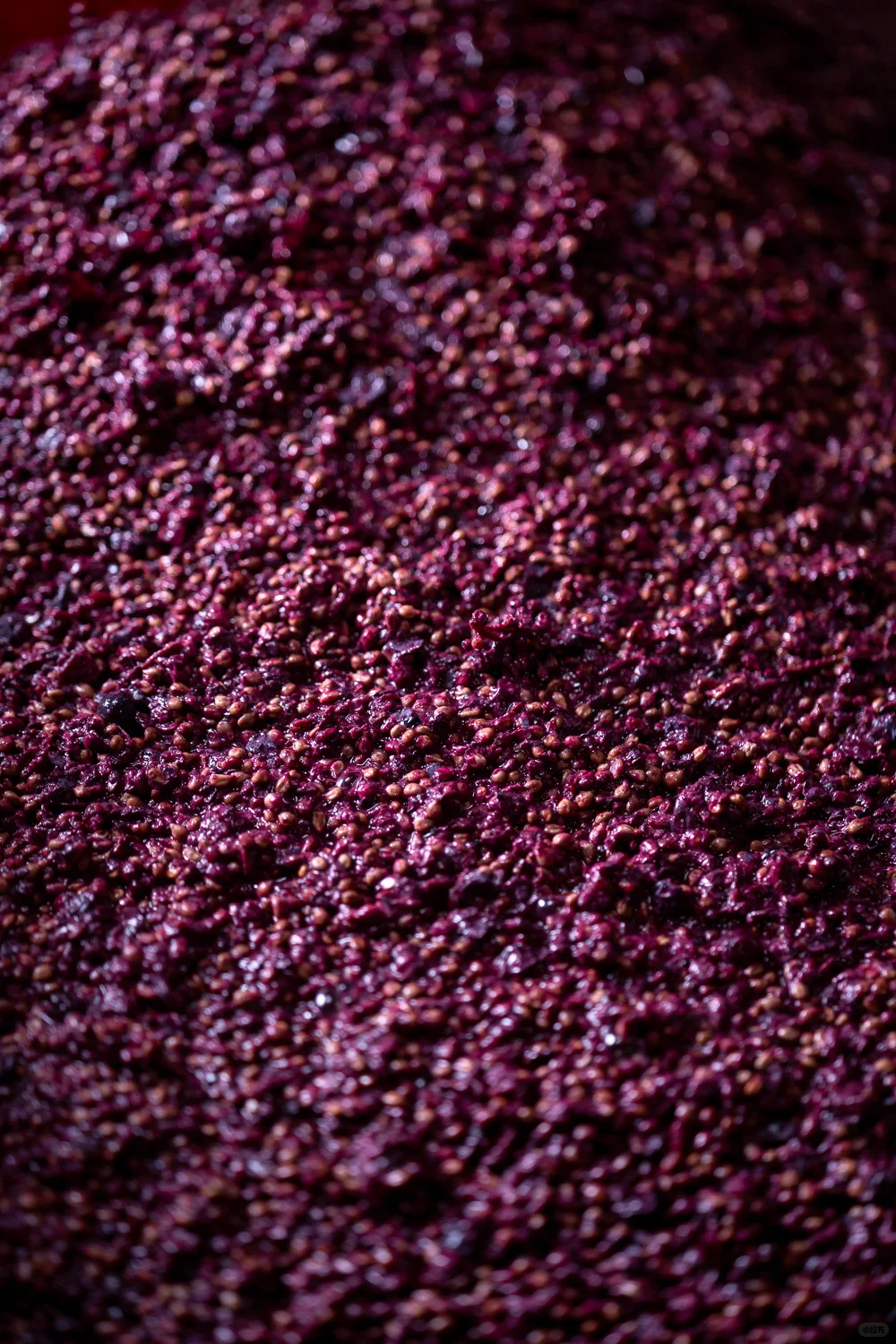 榨季尾声,我们给葡萄皮渣,找了份新工作