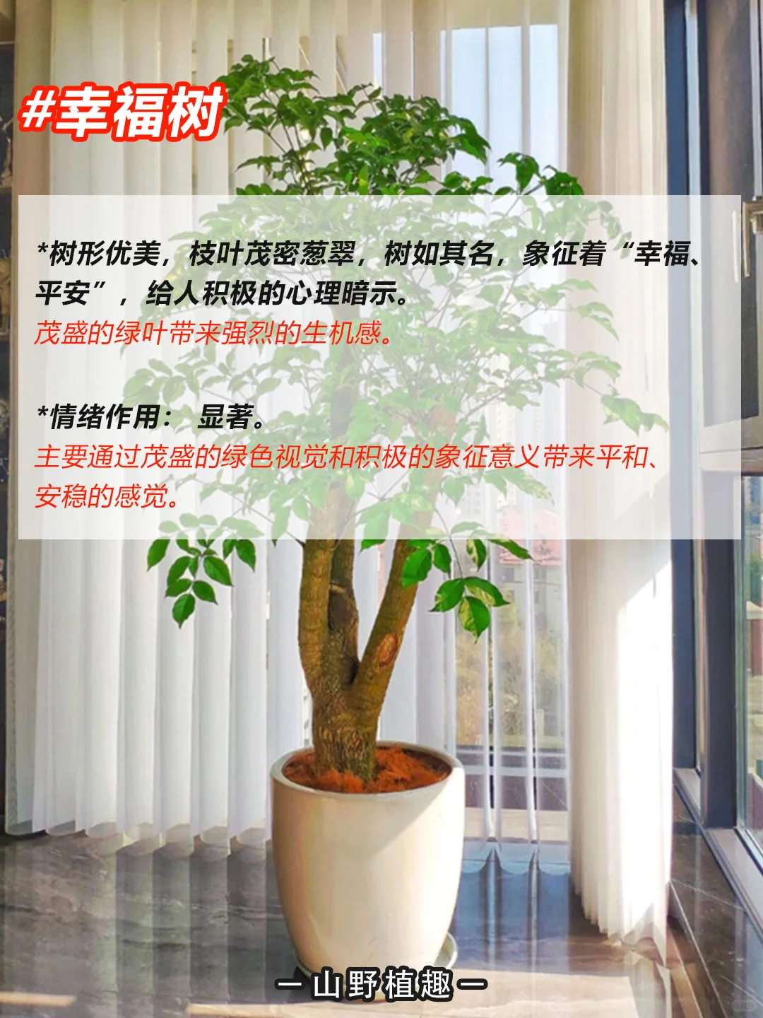 工作、学习压力大的人一定要养的绿植?