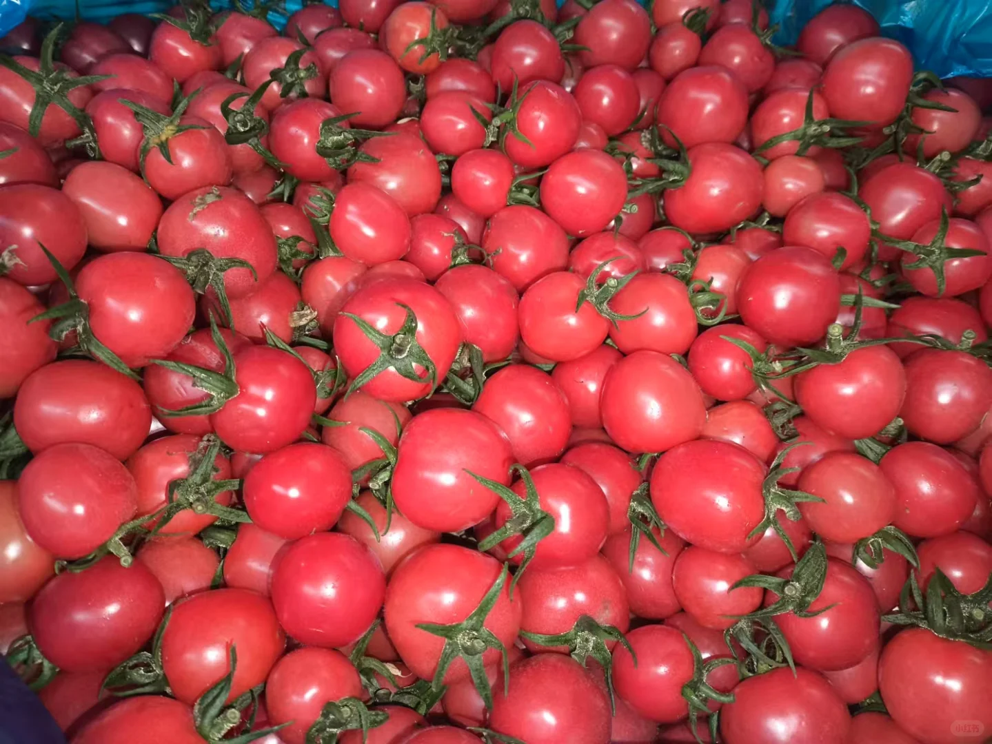 饭店老板的救星⭐蔬菜批发商的日常