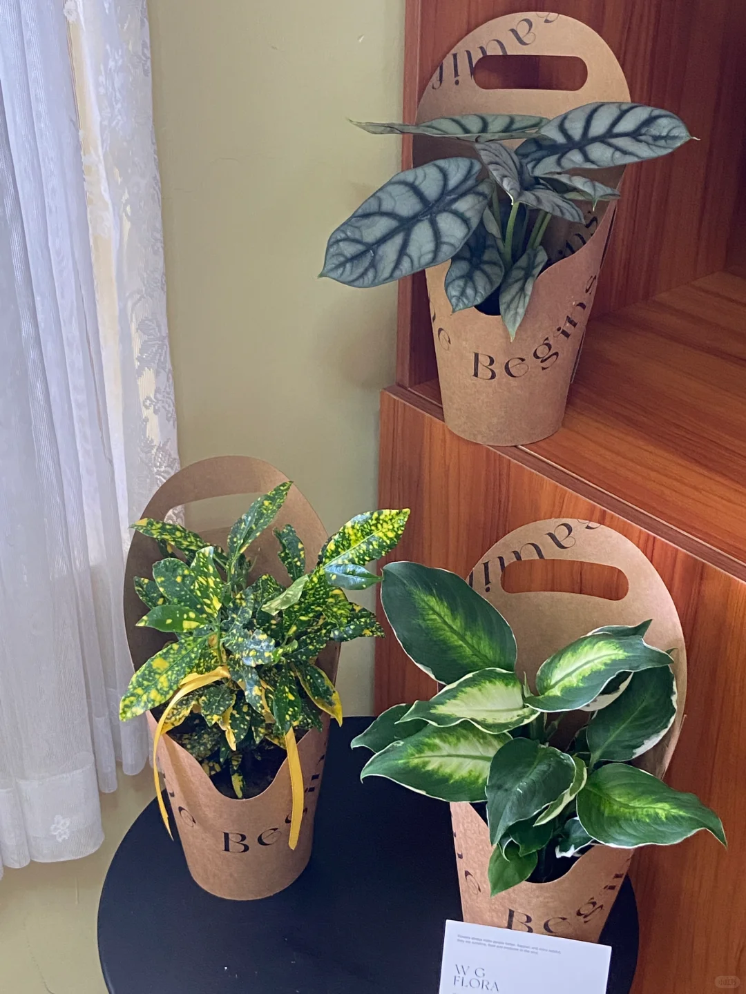 教师节盆栽～扬州花店