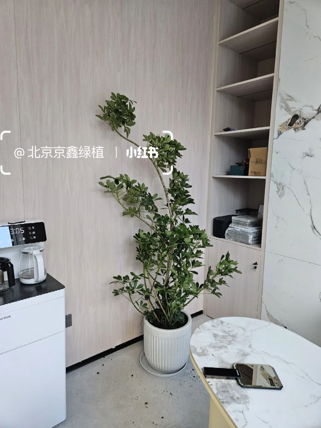 ?北京绿植租赁，绿植造景，绿植租摆