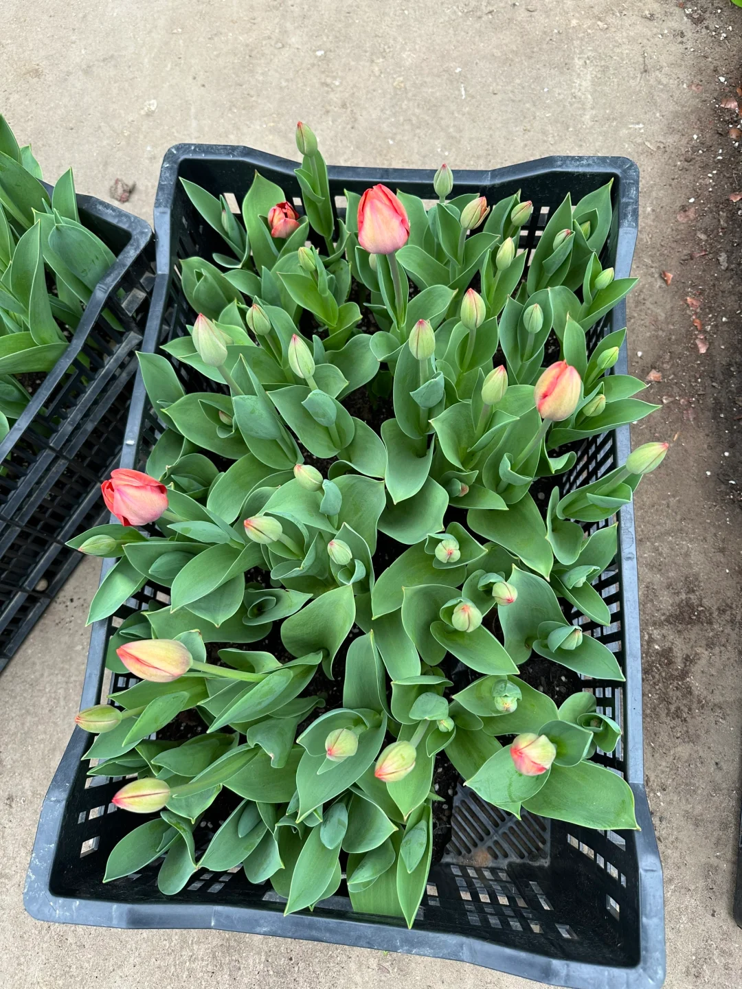 我家买的今年没种好的，联系我送带花苞的