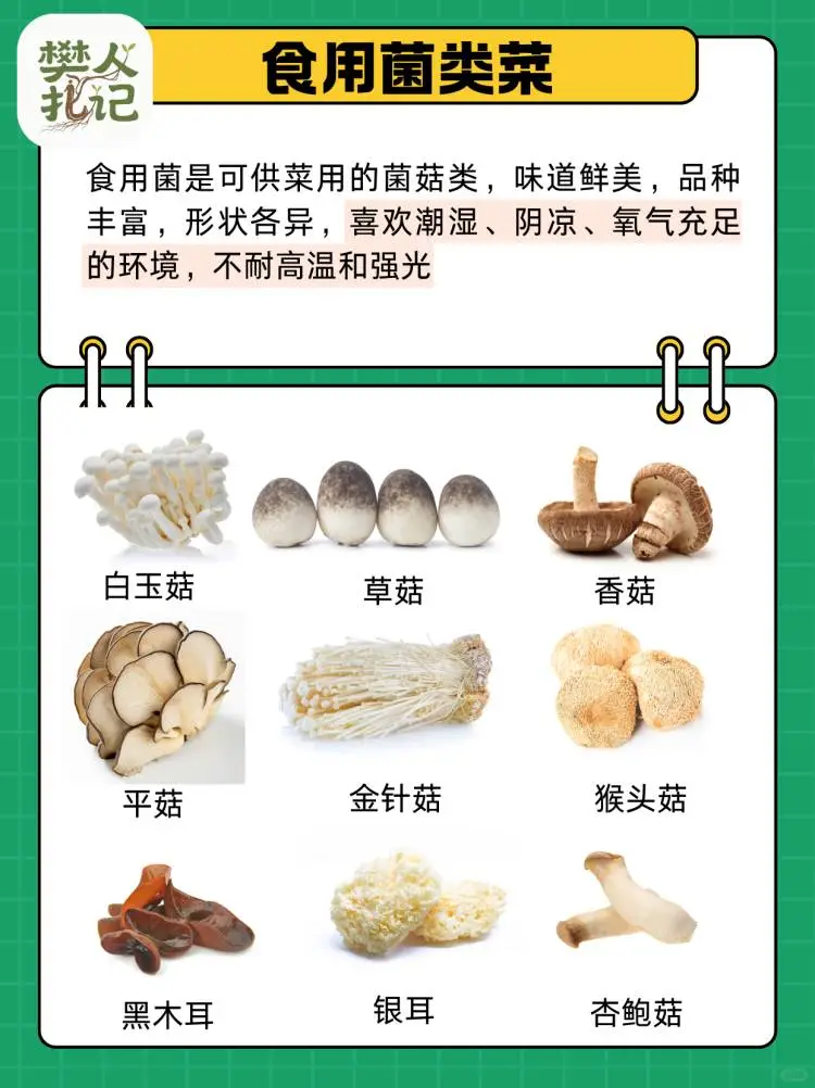 蔬菜清单（下）?种什么菜？什么菜好种？