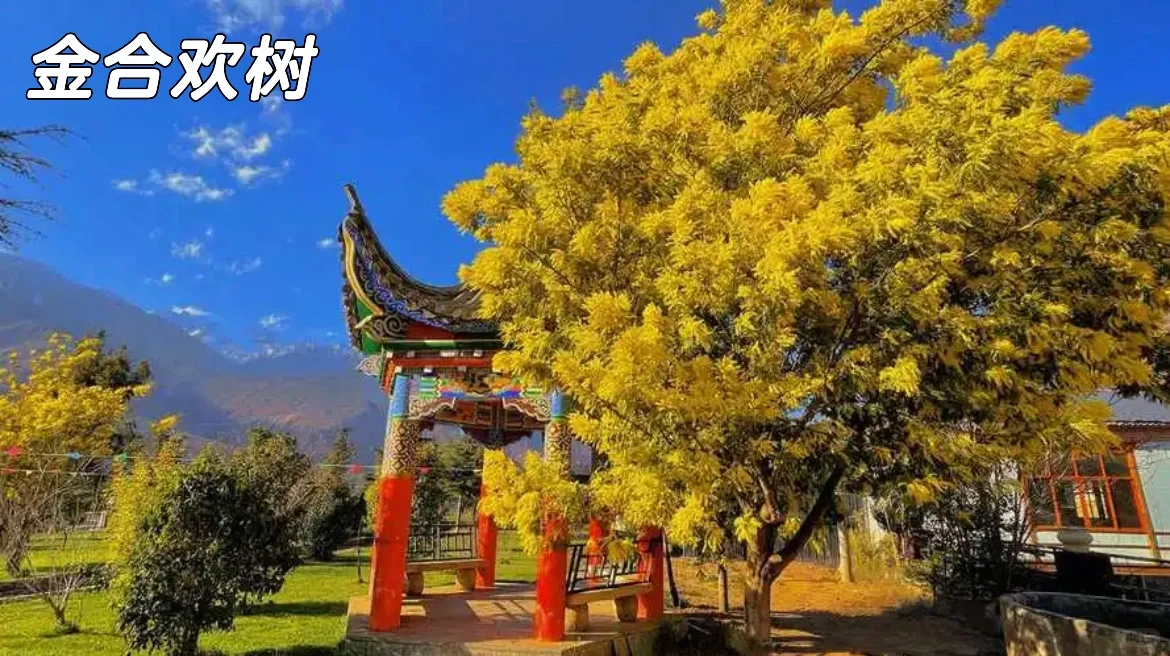 ?地理科普：澳大利亚古老植物?