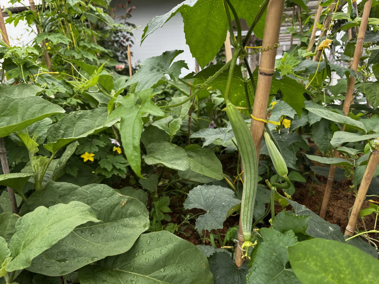 我的菜园丰盛了