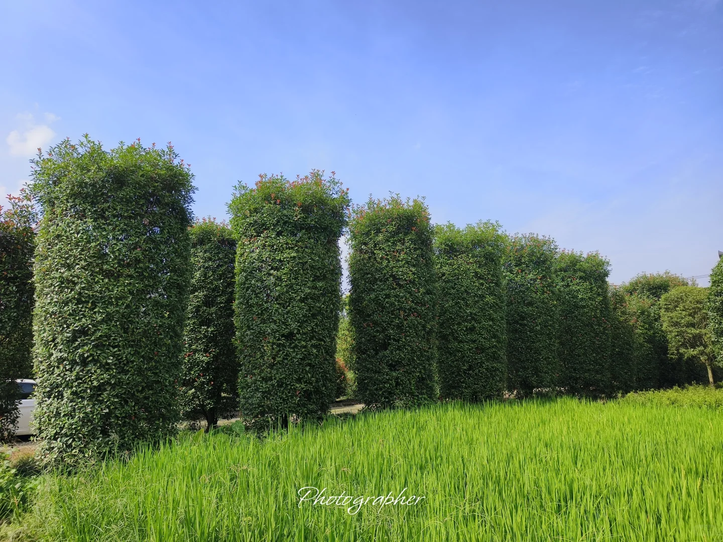 成都本土园林基地